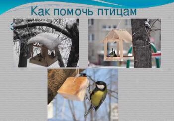 Как помочь птицам в непогоду